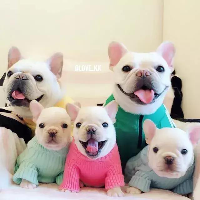 狗狗要生前有什么征兆,狗狗出生3天注意事项