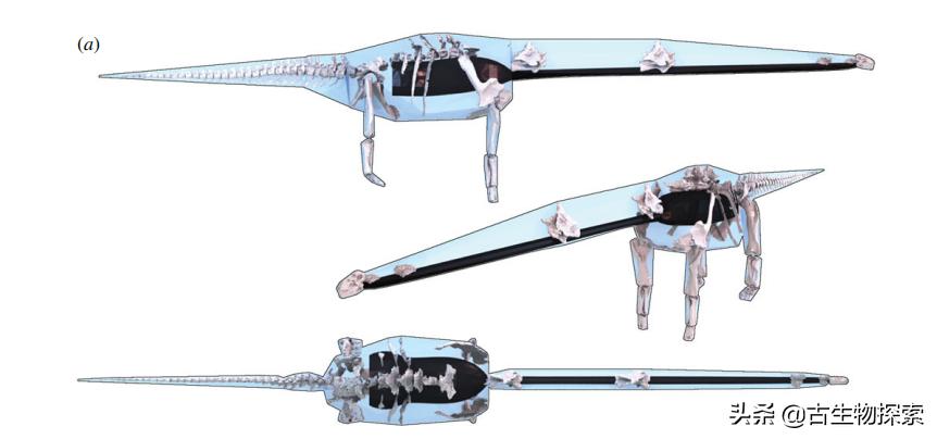 恐龙重达几吨奔跑速度多少,比较恐龙的大小可以从几方面比