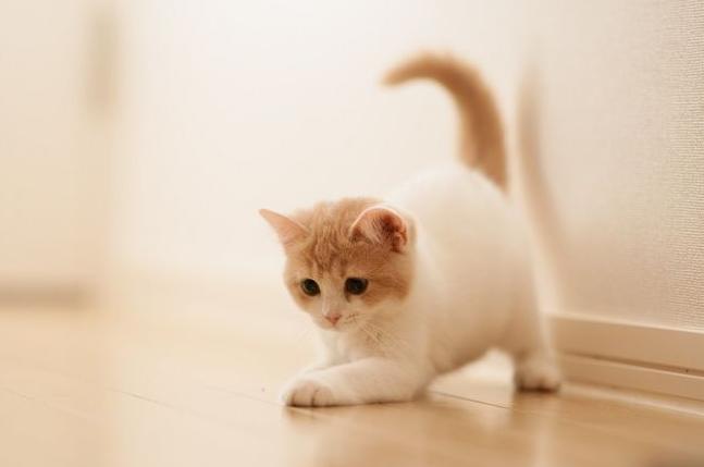 猫咪有不同的肢体动作你能懂它吗 (猫咪各种肢体动作图解)