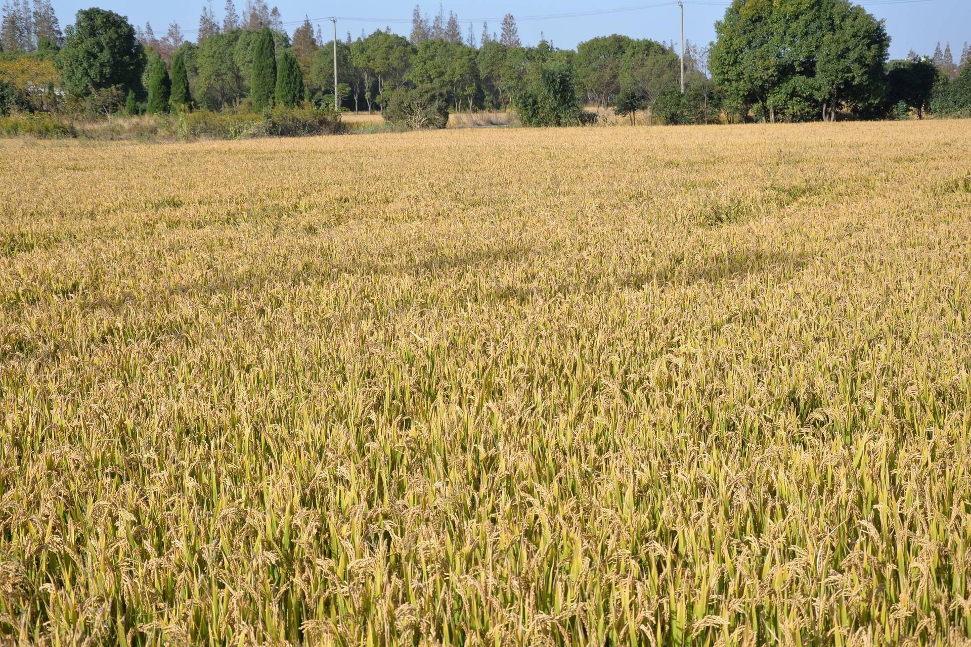 尼康d610值得入手吗,尼康d610好还是d600好