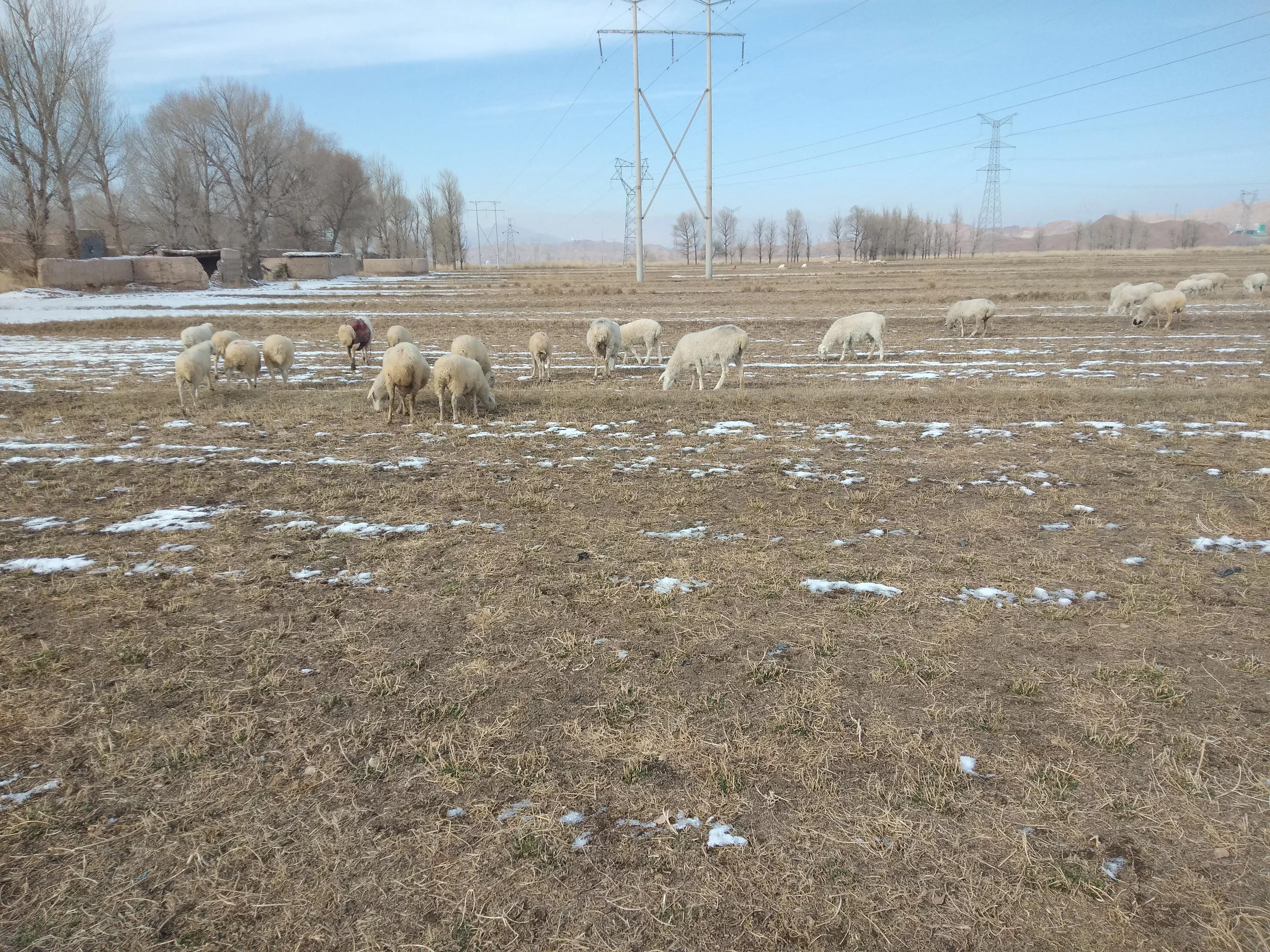 国宝小尾寒羊,小尾寒羊肉质怎么样