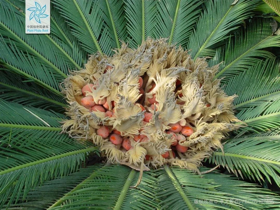 迎接COP15，保护生物多样性丨长江里有什么之“巴蜀之宝”苏铁