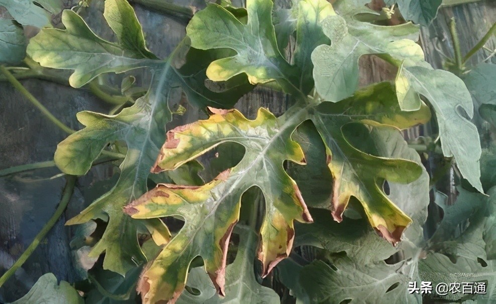 西瓜黄叶病的防治方法,西瓜叶子有黑斑黄叶用什么药