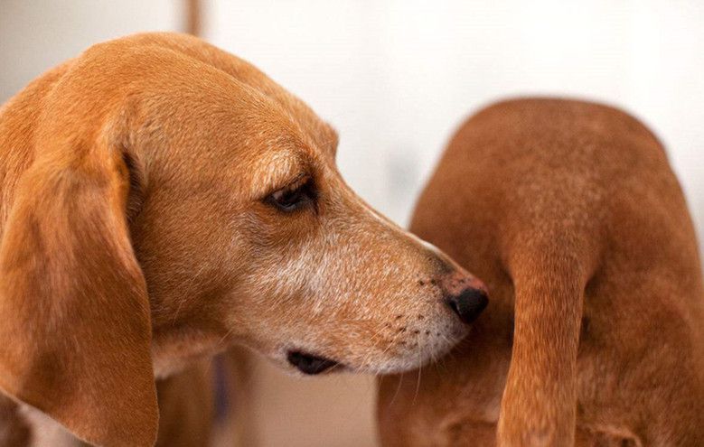 为什么狗狗见面都要相互闻鼻子,狗狗一见面就咬手