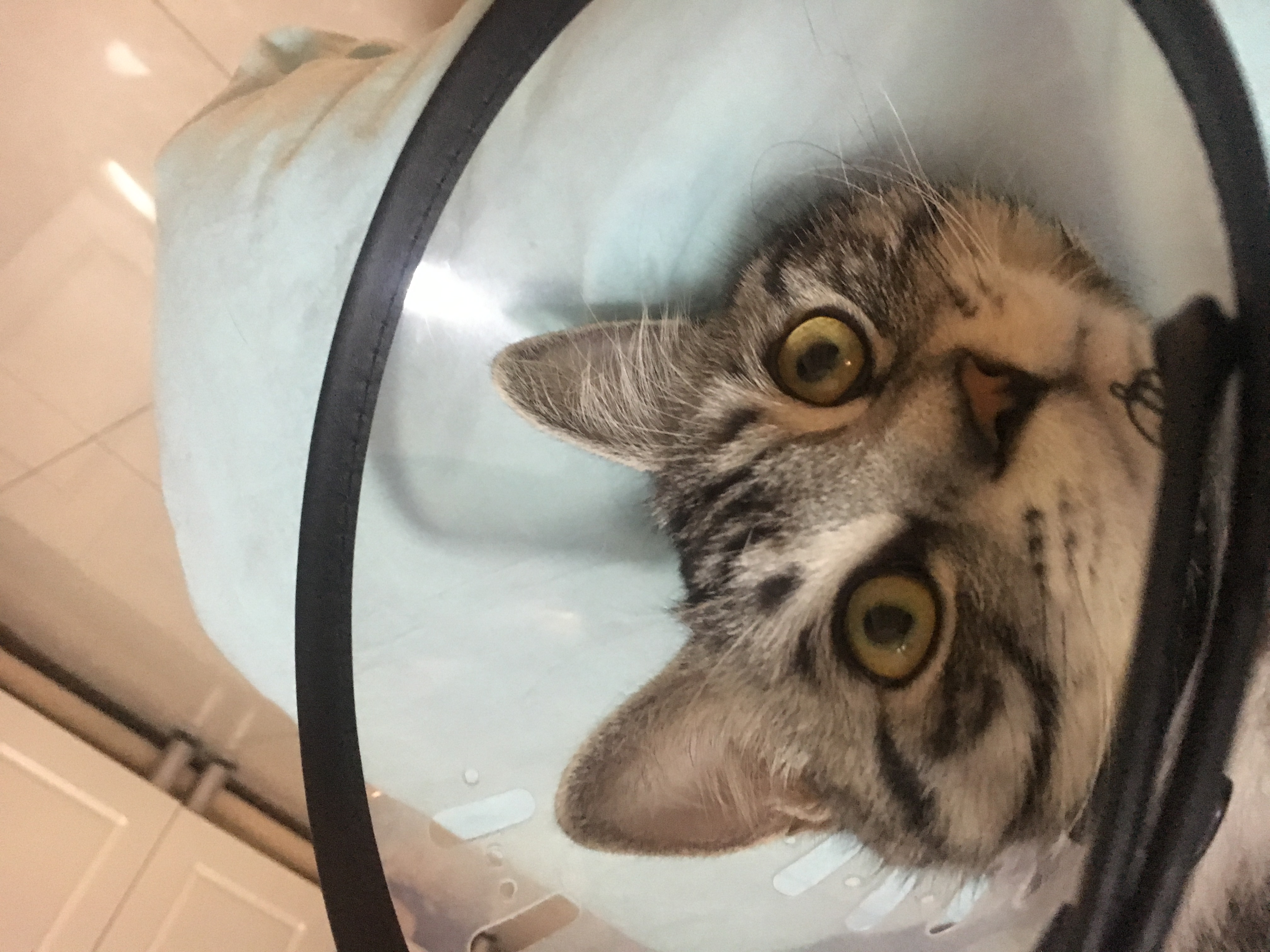 猫咪被割尾巴还能活吗,猫咪尾巴被割掉会怎么样