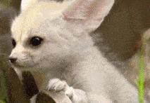 南阳市动物王国门票,南阳市动物主题公园