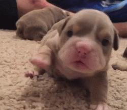 可爱可奶呆萌的小奶狗,可爱呆萌小奶狗