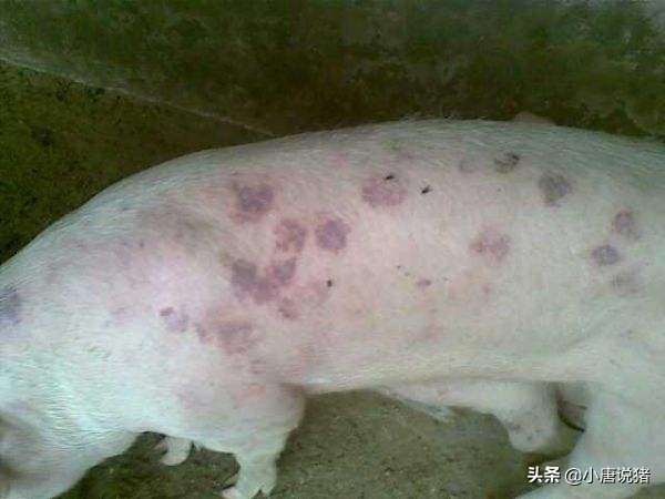 中药治非瘟特效药,中药治非瘟最佳配方