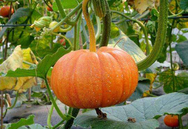 南瓜疯长不结果怎么办,南瓜生长过旺不开花结果怎么办