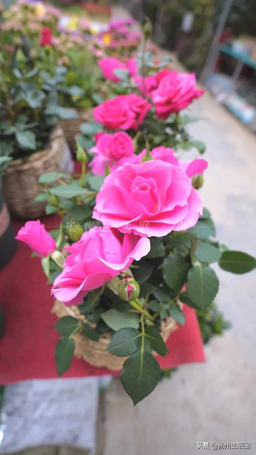 扬州花卉市场大全,扬州西区花卉市场