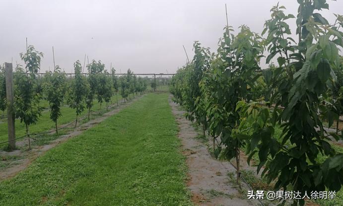 大樱桃枝叶过密怎么处理,大樱桃整形修剪中存在的问题