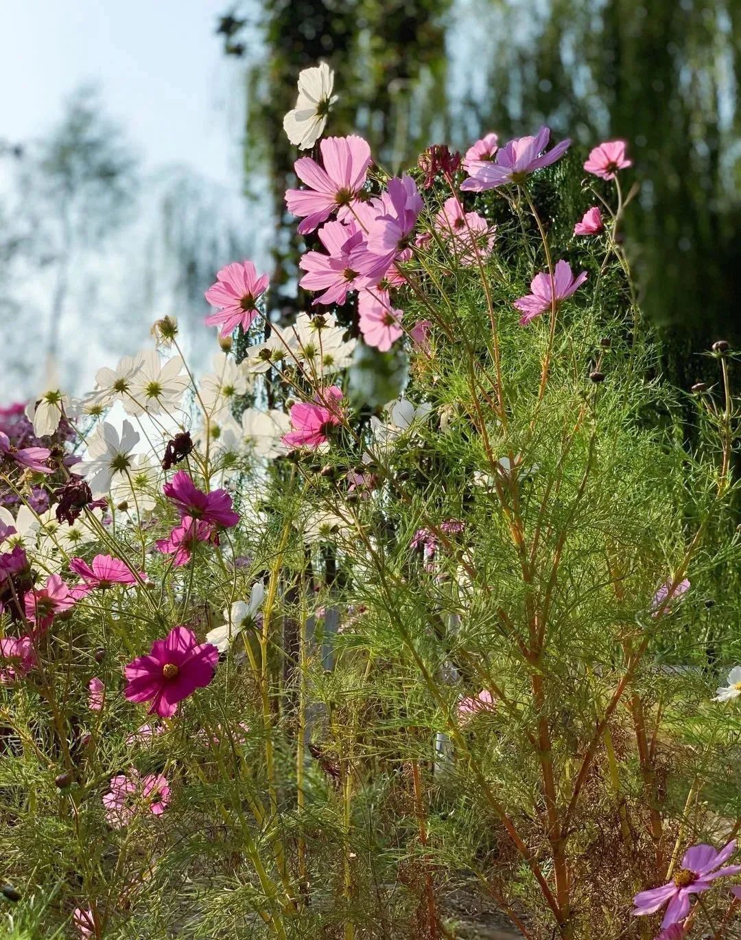 缃戝弸鍒嗕韩鍖椾含璧忚姳鎸囧崡,鍖椾含璧忚姳鎸囧崡