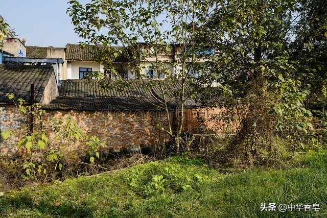 四川的小黑蚊子是怎么形成的,默默蚊怎么来的