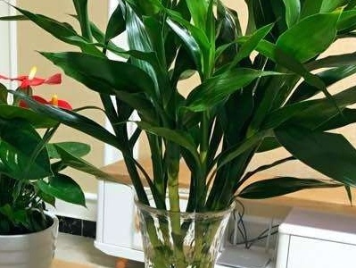 发财竹发黄怎么办最快最有效,发财竹发黄怎么办