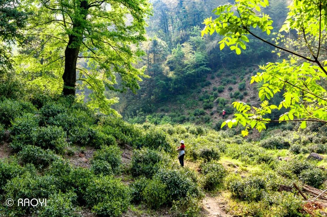 一杯清冽的酒,一杯清茗静心