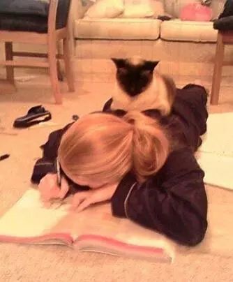 新西兰惊现心机猫，一猫侍二主蹭吃十年