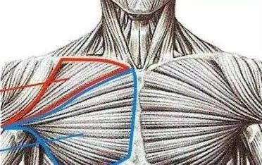 练胸肌中缝哑铃,胸肌中缝如何练