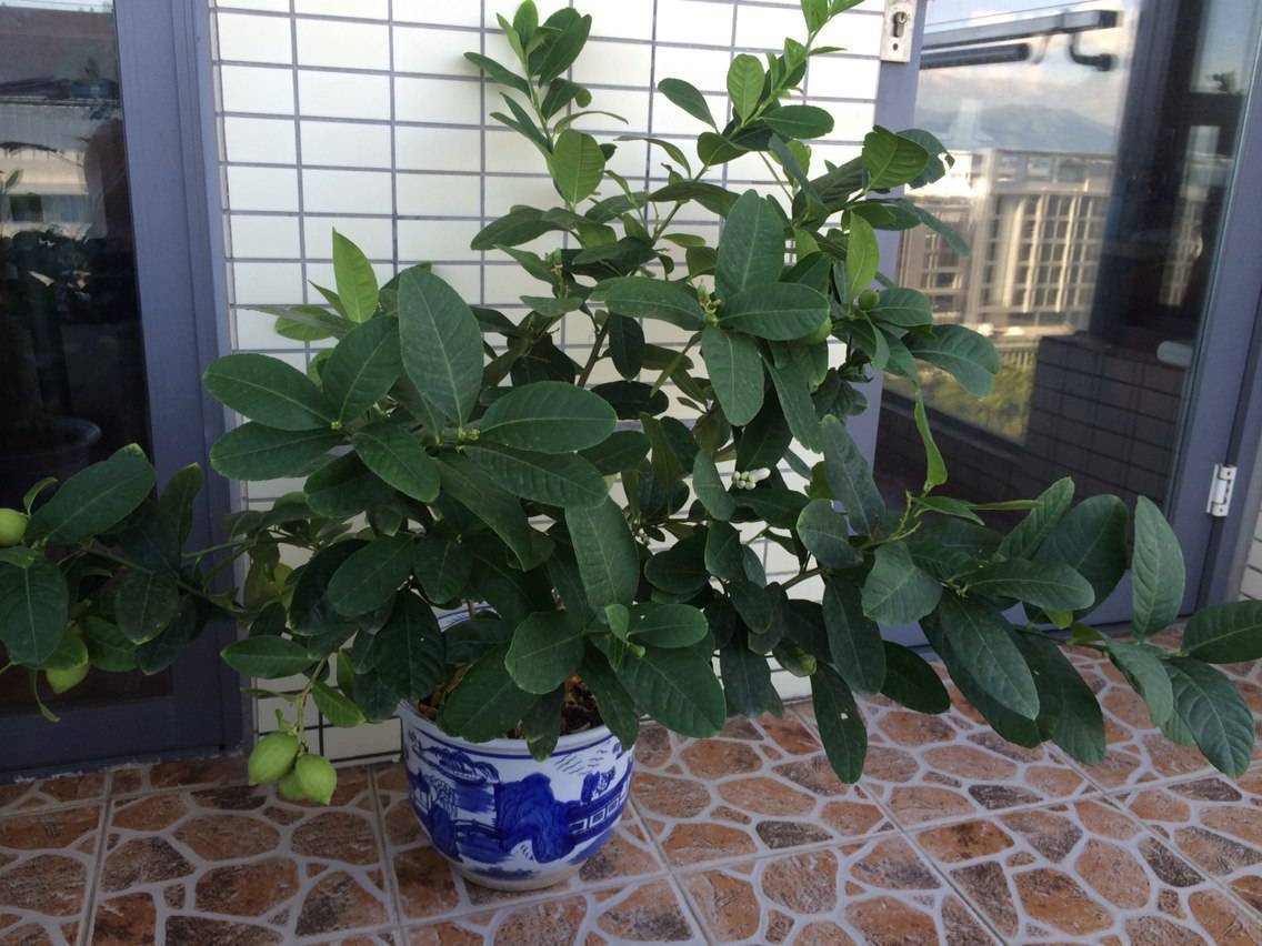 花盆种果树能结果吗,用花盆种柠檬能结果吗