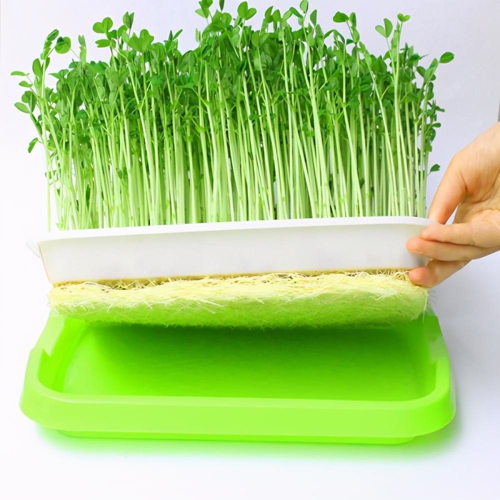 种植芥蓝收获哪些知识,芥蓝苗种植技术培训教程