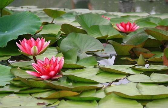 睡莲的水培方法睡莲可以全水养吗,睡莲盆栽种植条件和方法