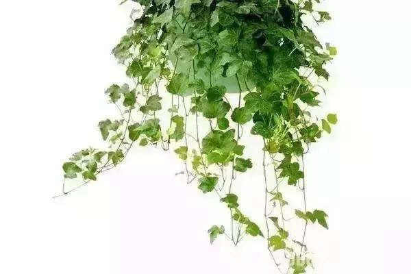 消除新房甲醛的是哪种盆景植物,吸附甲醛最好植物