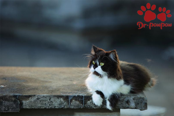 爪爪博士宠物怎么样,爪爪博士宠物用药