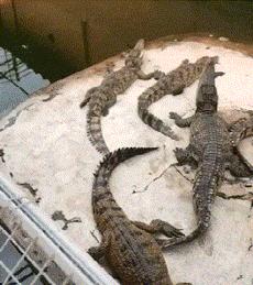 这只鹦鹉一直以为他是一只猴，所以每天都在重复做这个动作