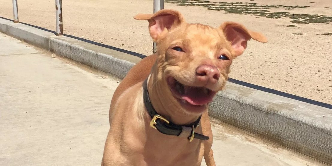 人不如狗系列——Instagram上身价最高的十只汪