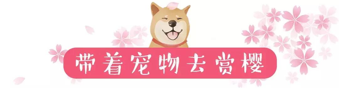 星巴克最新樱花杯,星巴克2019樱花季杯子