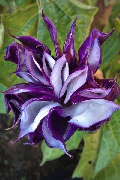 奇花异草大全罕见图文,极其罕见的奇花异草