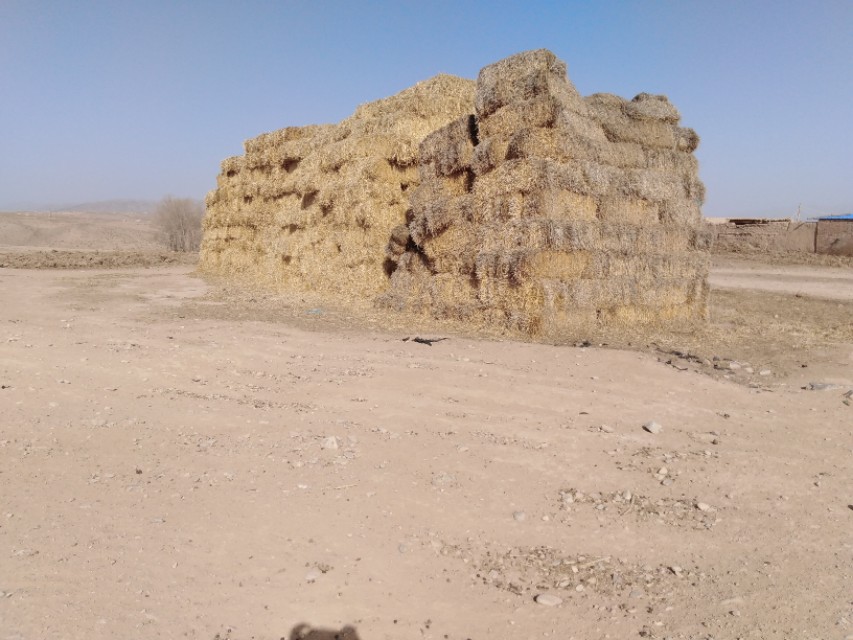 放养羊改成圈养羊之后该如何饲养？掌握这3步，省心省力又省钱