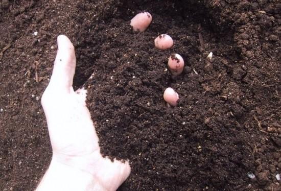 盆土板结沙化解决方法,盆土板结只是表面吗