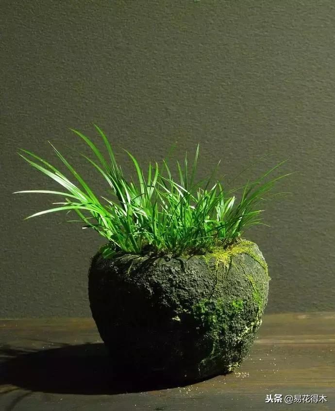 冬天菖蒲怎么养护过冬,菖蒲草冬季怎么养护