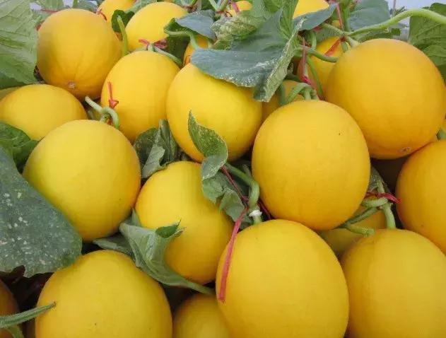 如何挑选又甜又好的黄香瓜,教你怎样挑出香甜可口的香瓜