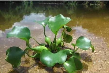 它是令人闻之色变的恶草，却不知价值珍贵，曾是名贵植物享誉世界