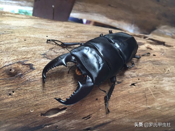 罗氏虫社知识分享之霸气又凶暴的东南亚巨扁锹们