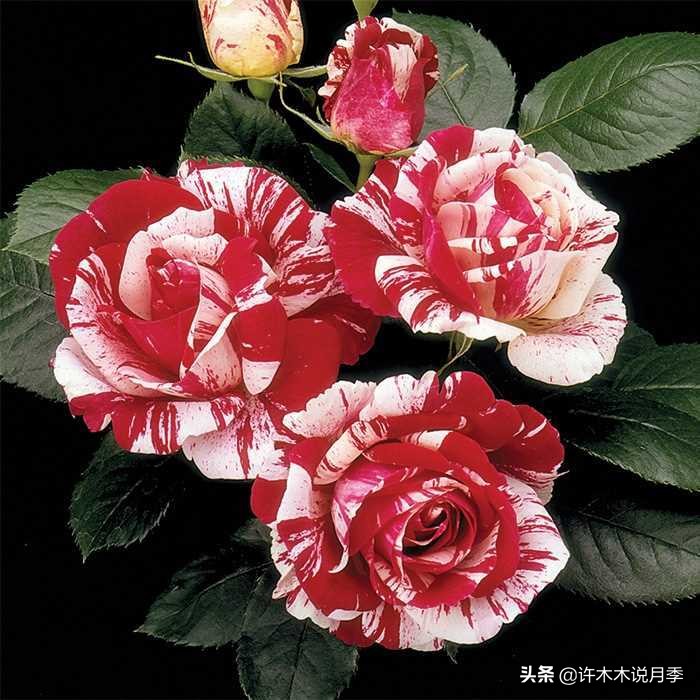 月季根瘤预防,月季根瘤传染别的植物吗