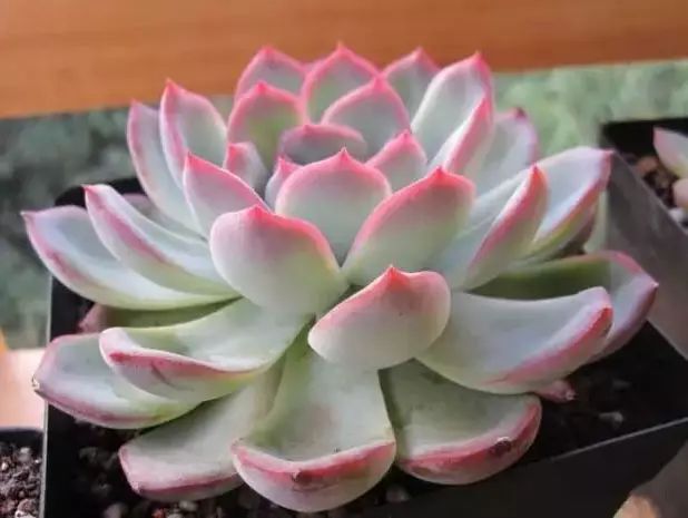 多肉早安图片大全,多肉大全100图