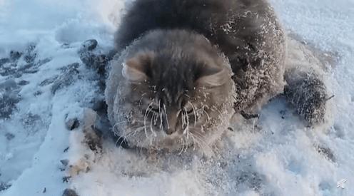 零下32度的狗被冻成冰疙瘩,八只狗狗零下50度严寒