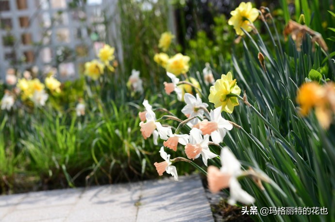 上海洋水仙,上海璞素上居民宿抖音团购