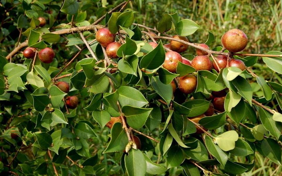 你知道“油茶树”吗？很多北方人都没见过