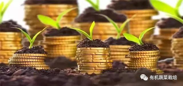 水培蔬菜种植的基础知识,水培蔬菜家庭版水培生菜