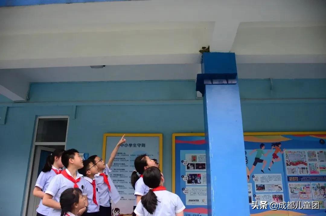 生态园的青蛙，屋檐上的燕子……都是成都这所小学的“校宠”