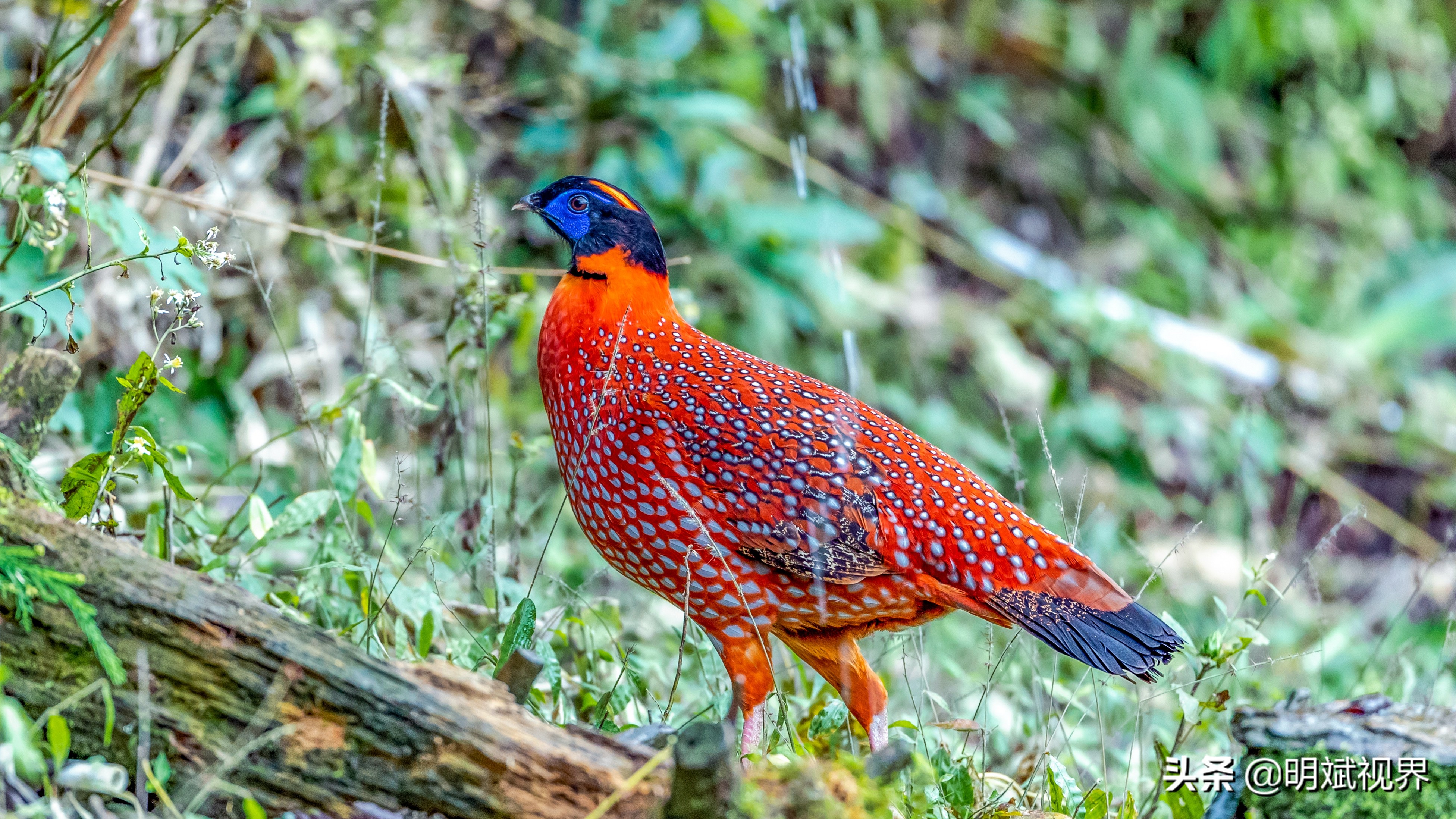 南川红腹角雉图片,重庆南川红腹角雉拍摄点