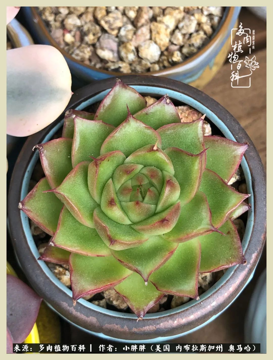 多肉小白入坑攻略,多肉中的鄙视链