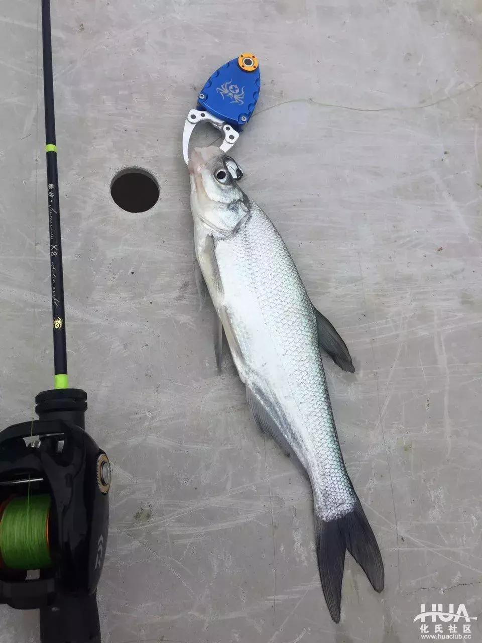 空钩钓上来鱼有什么寓意,路亚空钩上鱼