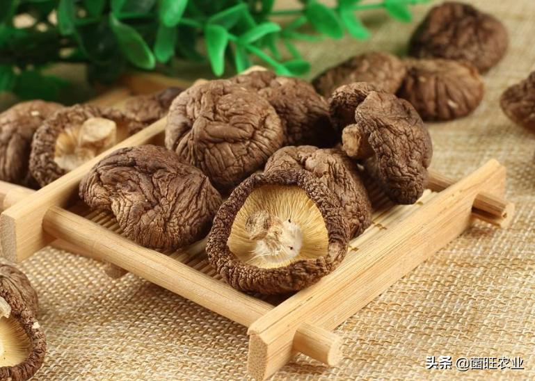 家庭没有烘干机香菇怎么烘干,香菇烘干机的操作