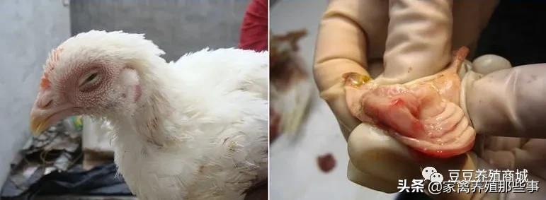 有什么偏方治鸡支气管堵塞,治疗鸡支气管堵塞最好的草药