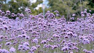 绱壊姊﹀够鑺辨捣鍏洯,娣卞湷鏅綏鏃烘柉2024绱壊鑺辨捣