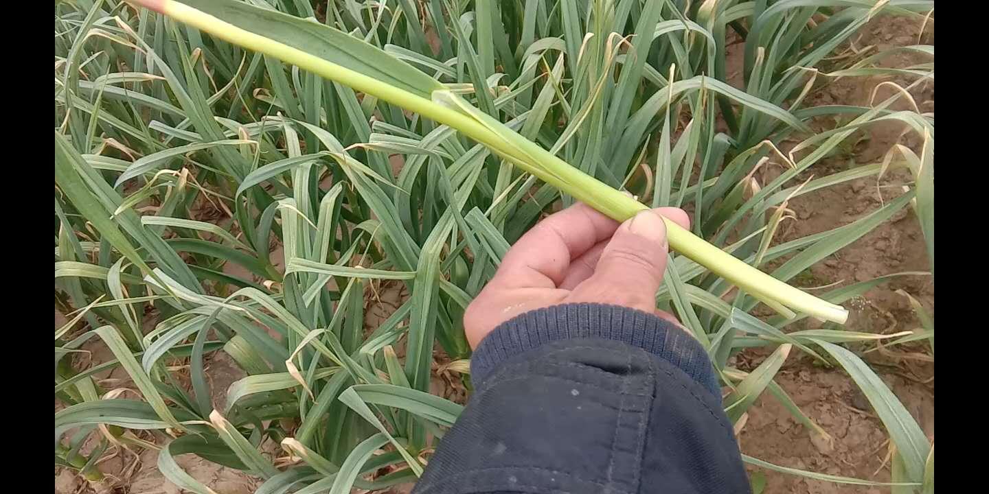 蒜农抽蒜薹腰眼疼手打泡,抽蒜薹抽一根折一根还带叶子,真闹心。